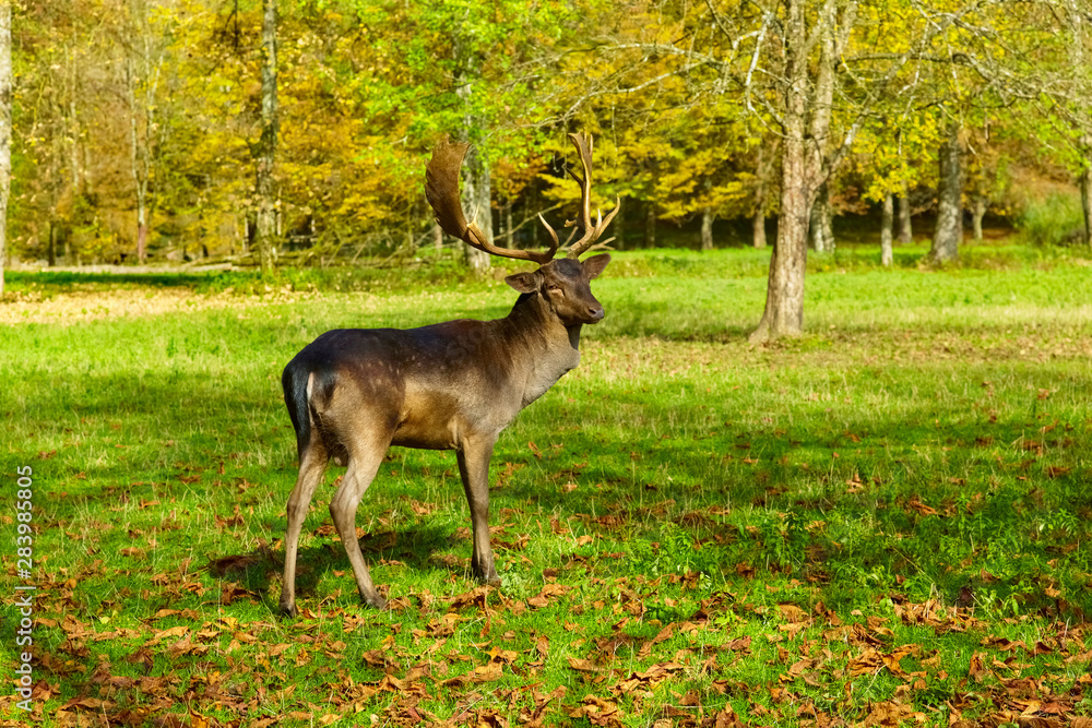 Imposing deer basks in the forest clearing, (fallow deer) Imposing deer basks in the forest clearing, (fallow deer)