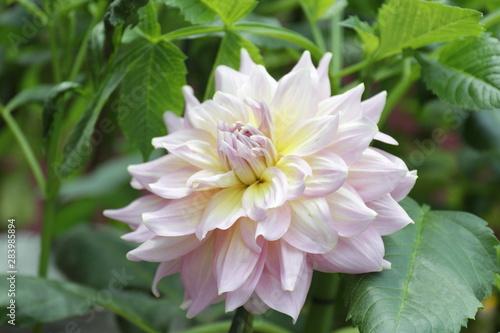 pink dahlia flower