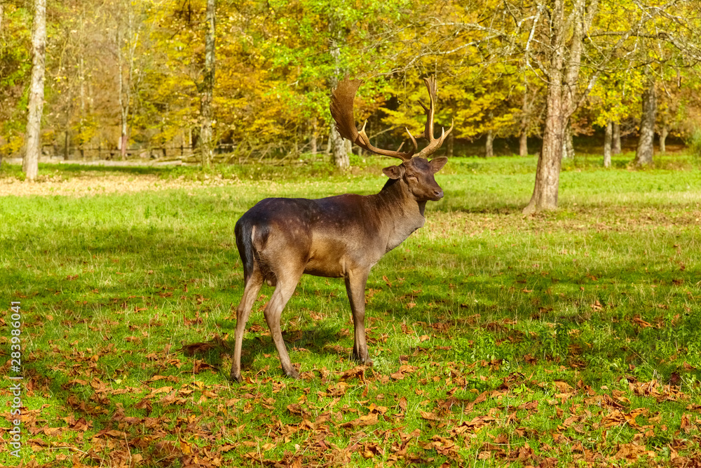 Imposing deer basks in the forest clearing, (fallow deer) Imposing deer basks in the forest clearing, (fallow deer)