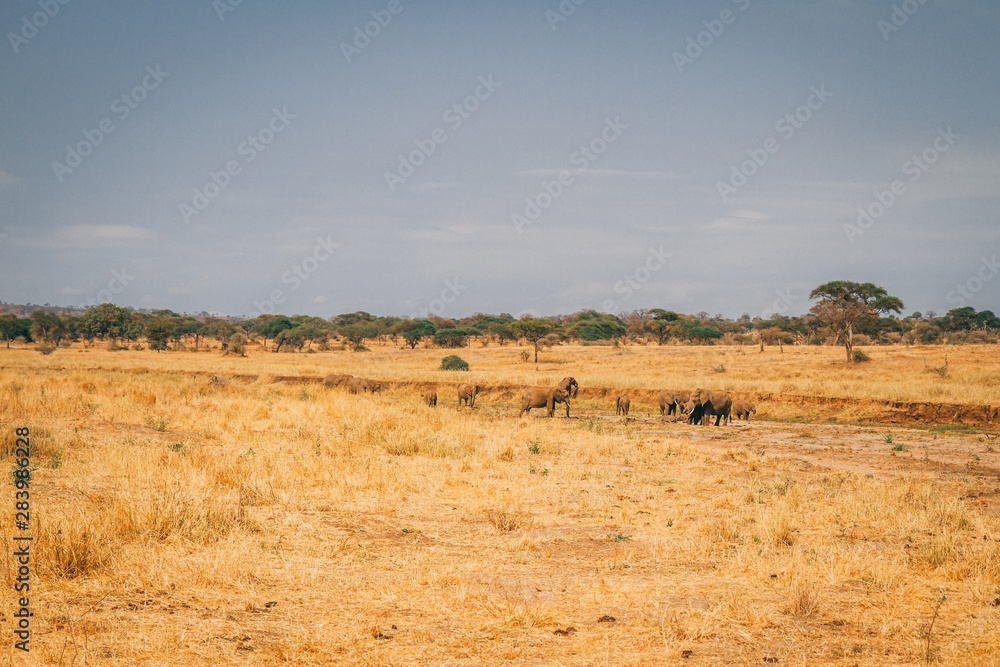 African animals and wildlife in Tanzania on safari African animals and wildlife in Tanzania on safari