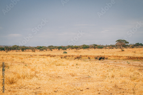 African animals and wildlife in Tanzania on safari