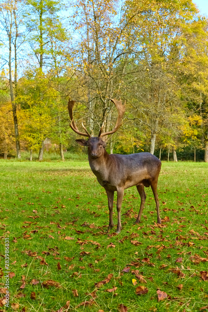 Imposing deer basks in the forest clearing, (fallow deer) Imposing deer basks in the forest clearing, (fallow deer)