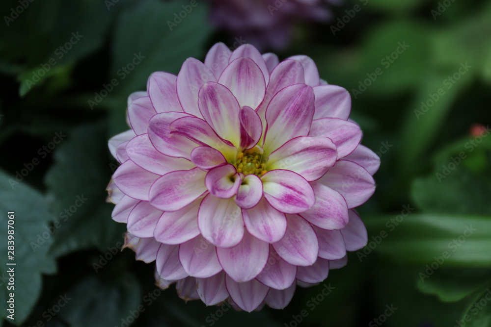 Close up Pink Dahlia Flower