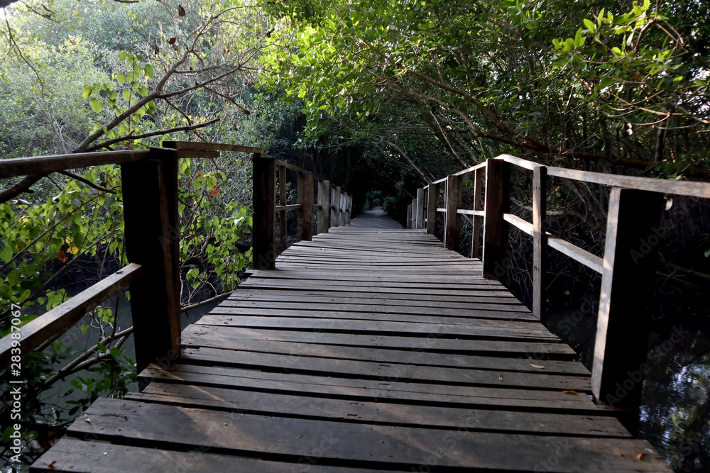 bridge on mangrove forest