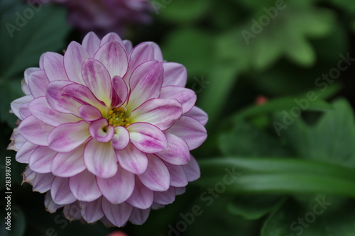 Close up Pink Dahlia Flower