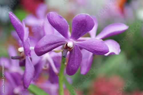 Close up Purple Mokara Orchid