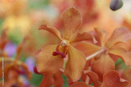Close up  Orange Mokara Orchid Flower photo