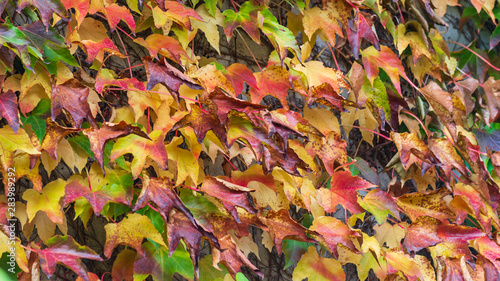 autumn leaves as a background