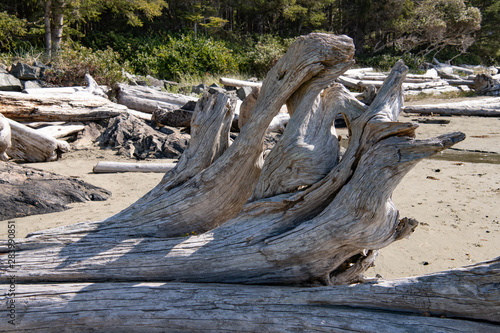 Textured drift wood on beach at Tofino Vancouver Island