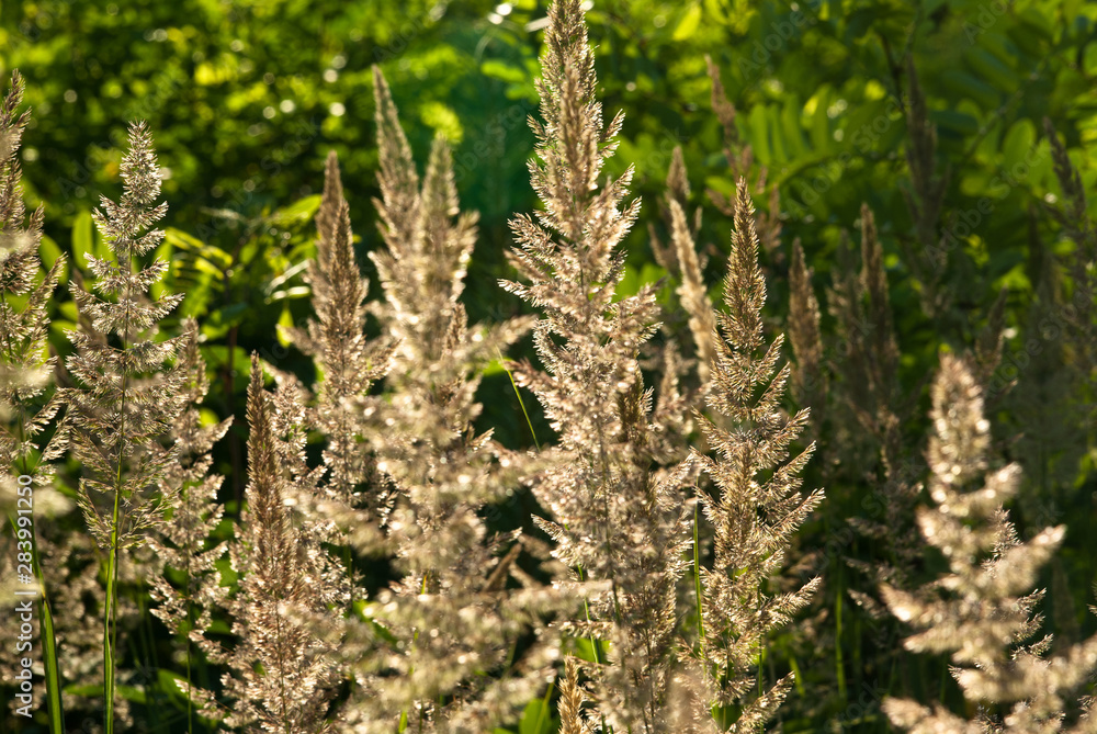 High grass and forest High grass and forest
