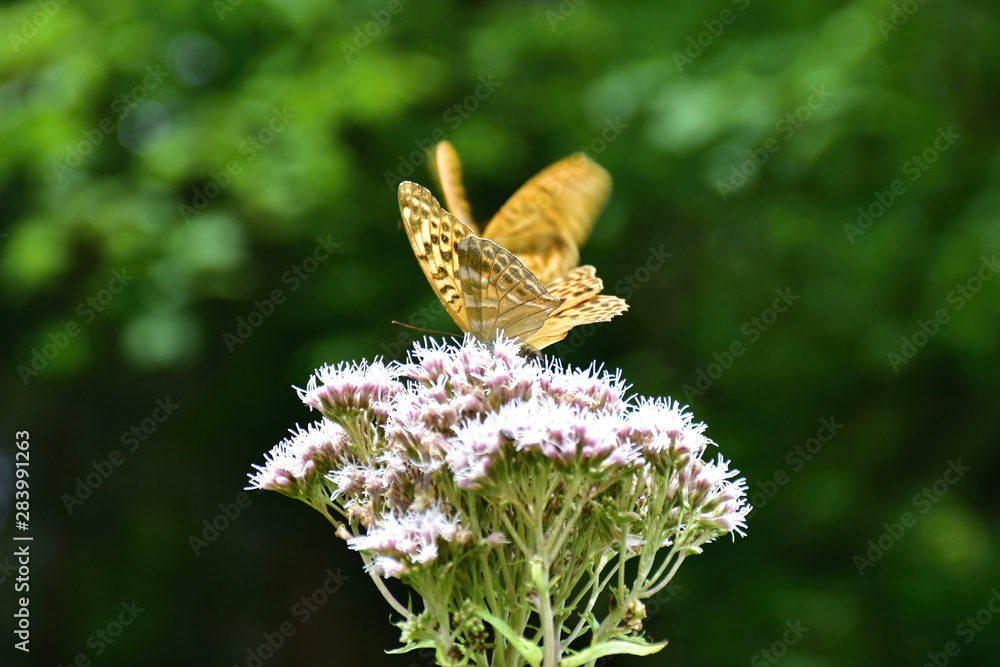 butterfly silver-washed fritillary (Argynnis paphia)-male