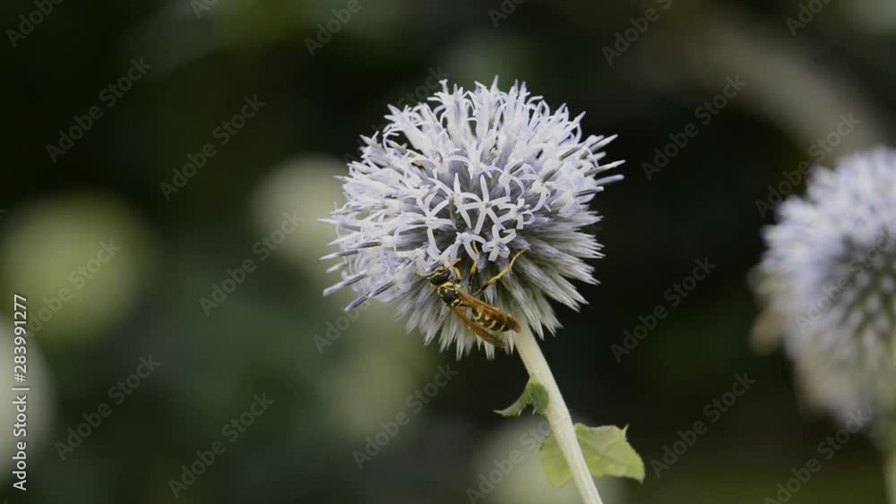 Wasp on eryngium