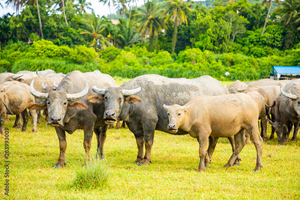 Herd of buffalo, original ecological stocking animals on Hainan, China Herd of buffalo, original ecological stocking animals on Hainan, China