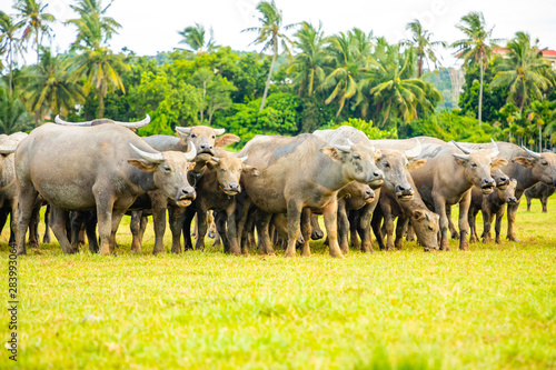 Herd of buffalo  original ecological stocking animals on Hainan  China