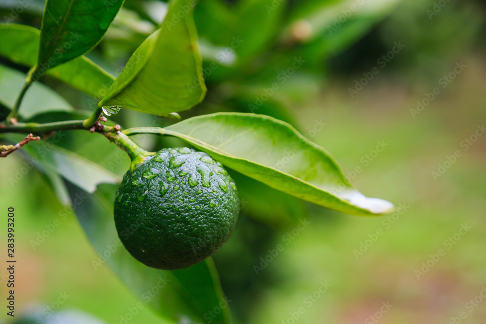 Mandarin orange tree. Tangerine. Branch with fresh ripe tangerines and leaves image. Mandarin orange tree. Tangerine. Branch with fresh ripe tangerines and leaves image.
