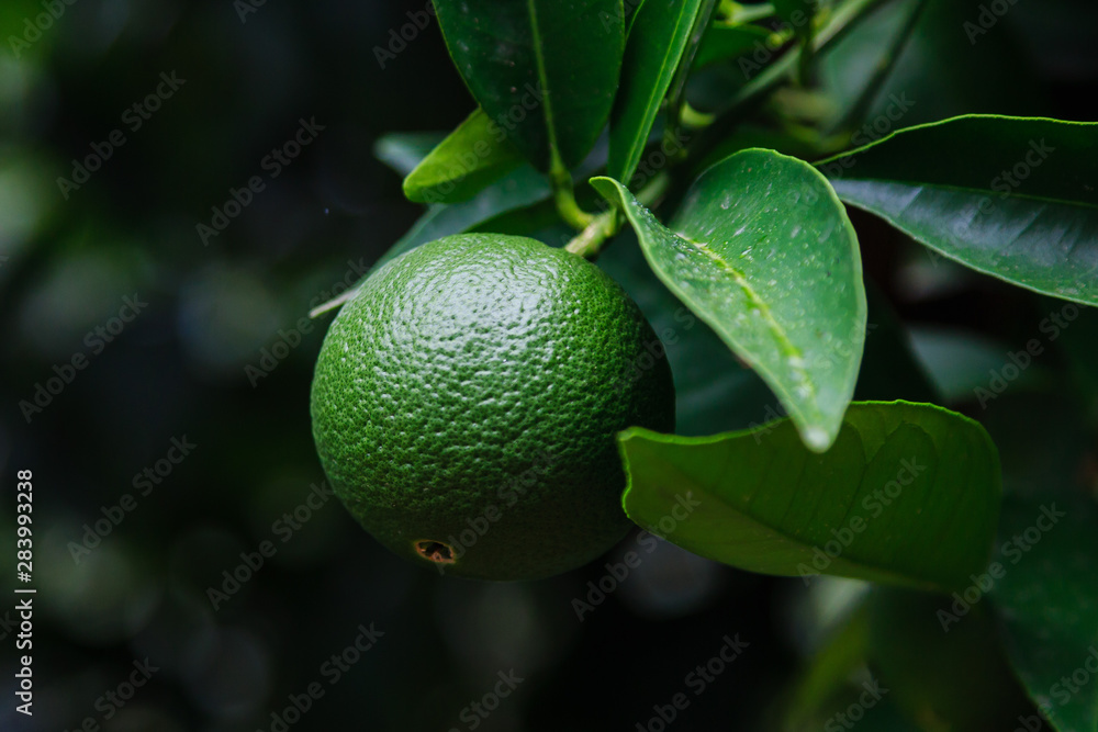 Mandarin orange tree. Tangerine. Branch with fresh ripe tangerines and leaves image. Mandarin orange tree. Tangerine. Branch with fresh ripe tangerines and leaves image.