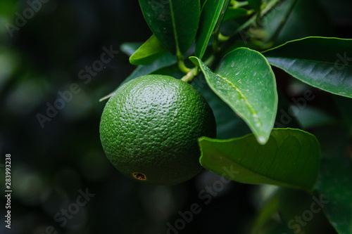 Mandarin orange tree. Tangerine. Branch with fresh ripe tangerines and leaves image. 