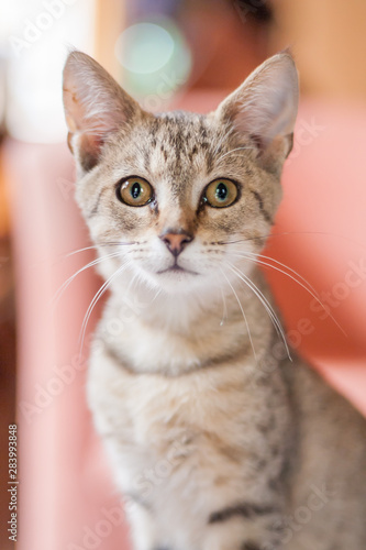 Indoor portrait of a tabby kitty
