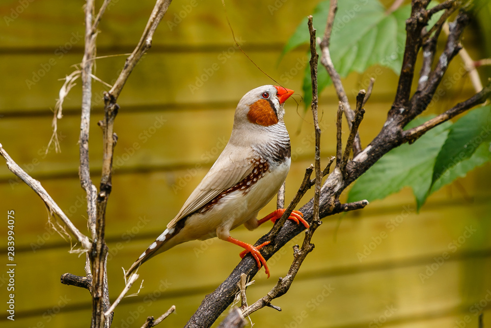 Amadina finch or gouldian finch or erythrura gouldiae bird (Erythrura gouldiae), also known as the Lady Gouldian finch, endemic to Australia. Amadina finch or gouldian finch or erythrura gouldiae bird (Erythrura gouldiae), also known as the Lady Gouldian finch, endemic to Australia.
