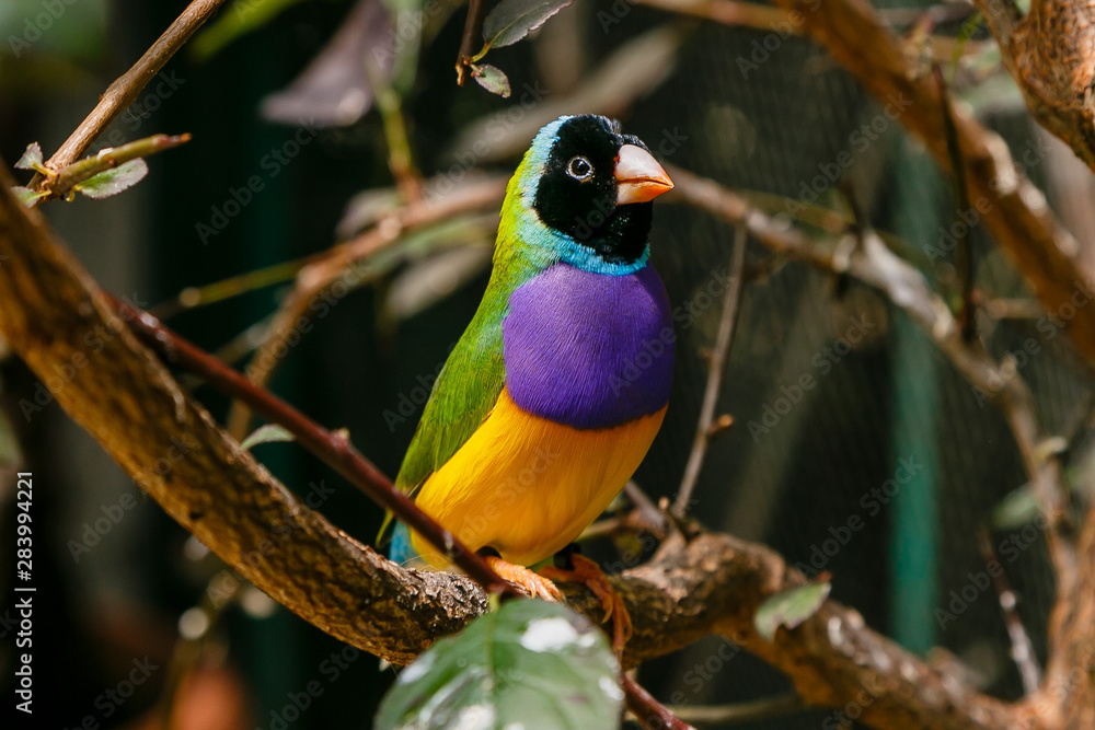 Obraz premium Amadina finch or gouldian finch or erythrura gouldiae bird (Erythrura gouldiae), also known as the Lady Gouldian finch, endemic to Australia.