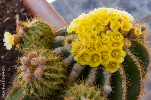 Selective focus, Cactus with beautiful yellow flower photo