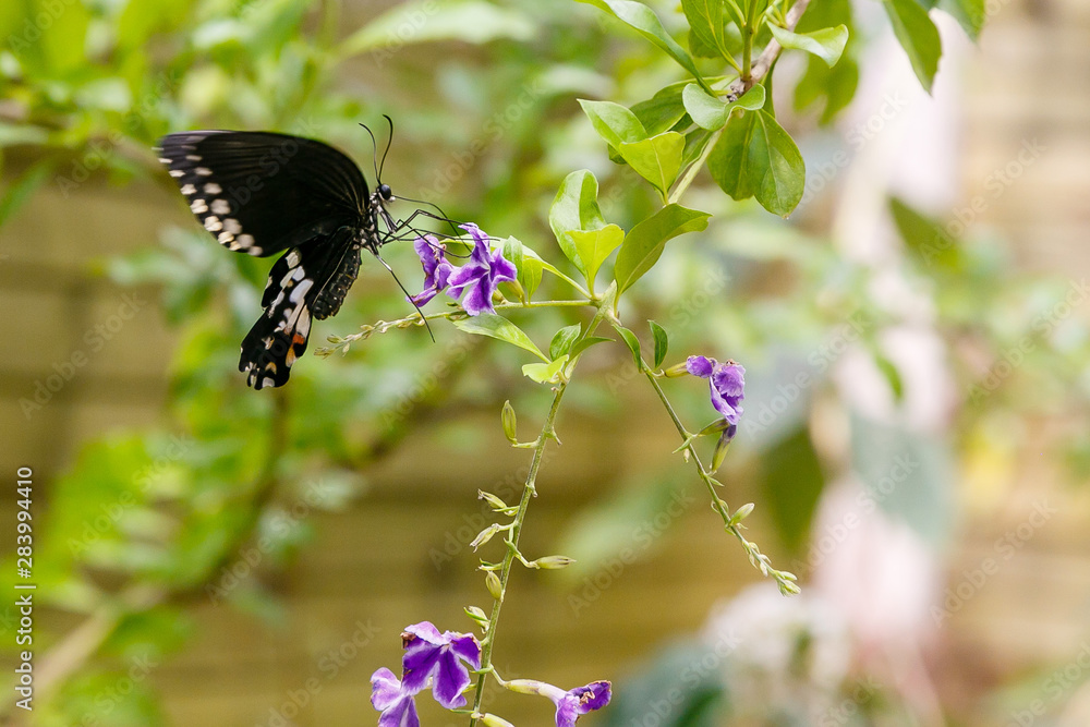 Fototapeta premium A gorgeous black butterfly (Papilio Polytes Butterfly) collecting nectar on a tropical plant. Tropical background or Wallpaper.