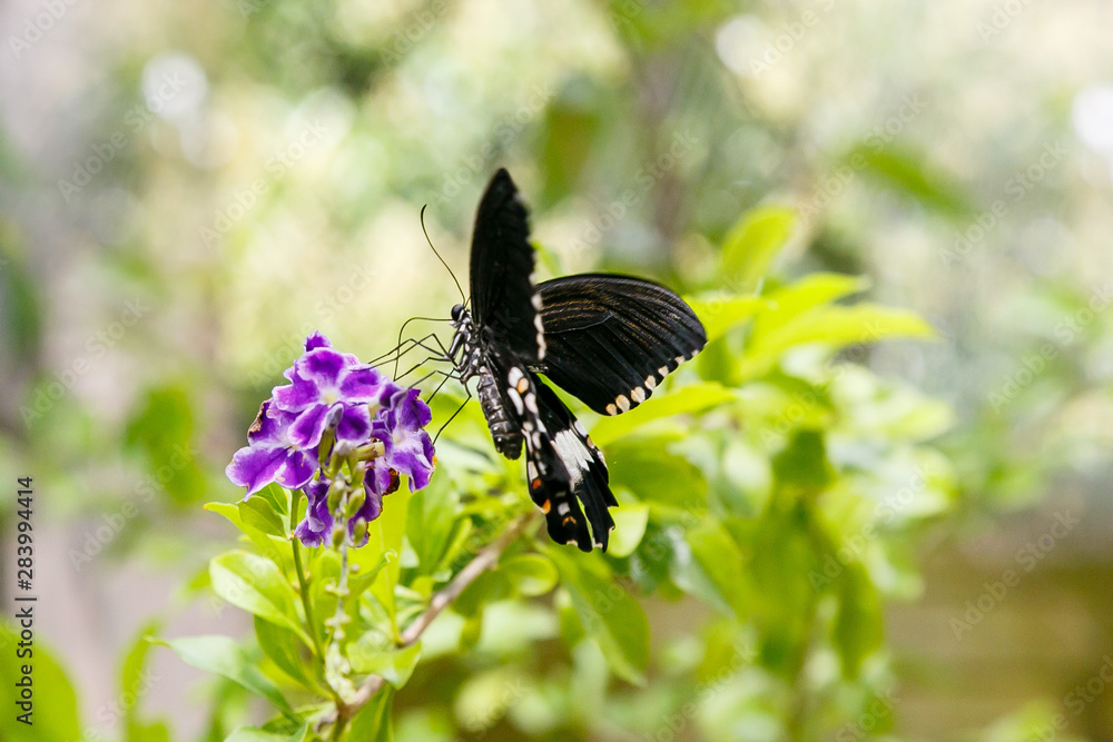 Fototapeta premium A gorgeous black butterfly (Papilio Polytes Butterfly) collecting nectar on a tropical plant. Tropical background or Wallpaper.