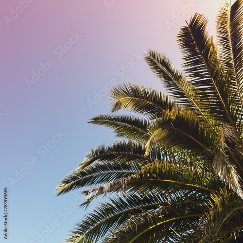 Palm leaves against the sky  toned image. Background with tropical leaves