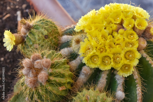 Selective focus, Cactus with beautiful yellow flower photo