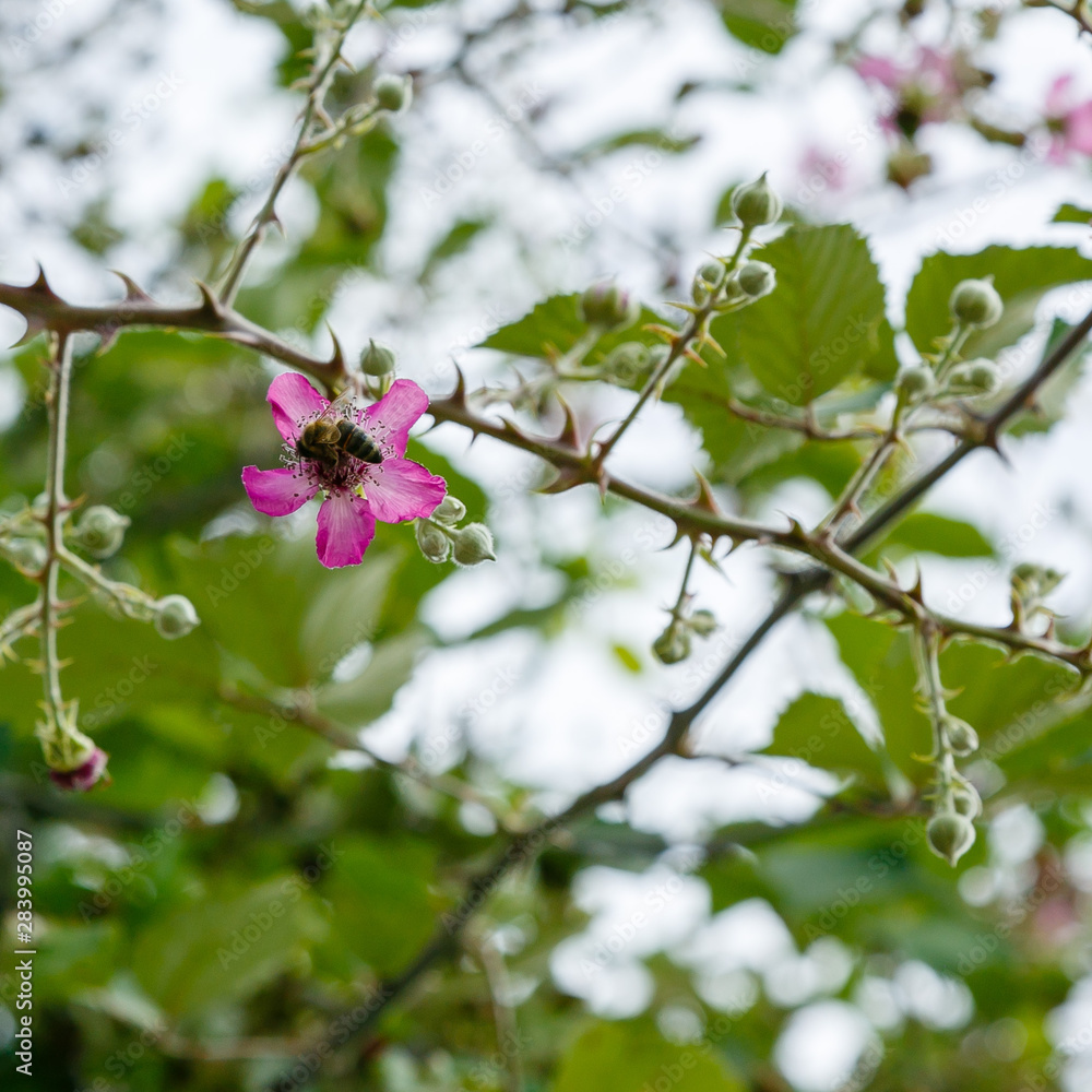 Blossoming branch of a BlackBerry (bramble. Black Berry branch with flowers on a natural background. Bees pollinating flowers. Blossoming branch of a BlackBerry (bramble. Black Berry branch with flowers on a natural background. Bees pollinating flowers.