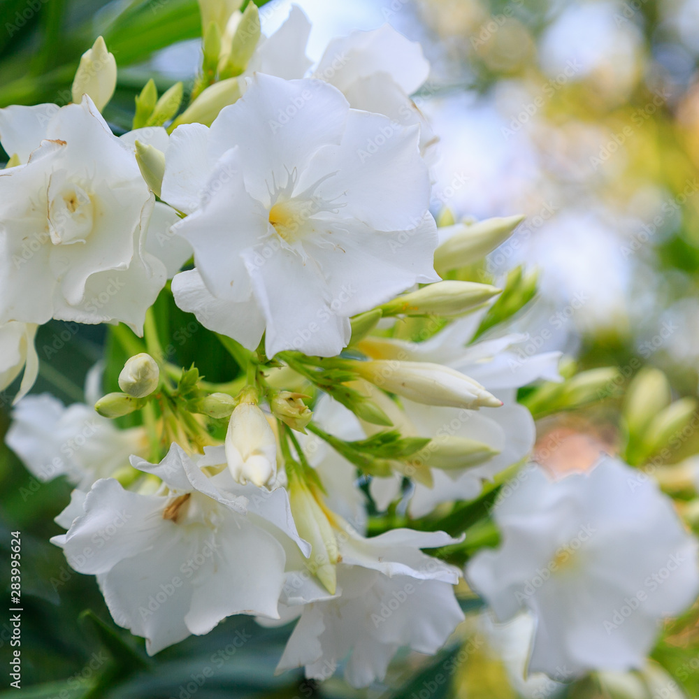 Flowers of oleander ((лат. Nerium) against the sky. Oleander is a great tropical plant.Beautiful floral tropical background or Wallpaper. Flowers of oleander ((лат. Nerium) against the sky. Oleander is a great tropical plant.Beautiful floral tropical background or Wallpaper.