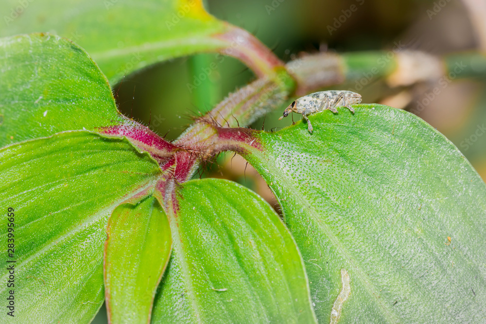 Foto de A wandering jew (Tradescantia zebrina) flower and plant growing