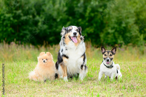 Three happy dogs are sitting on the green grass in outdoors. photo