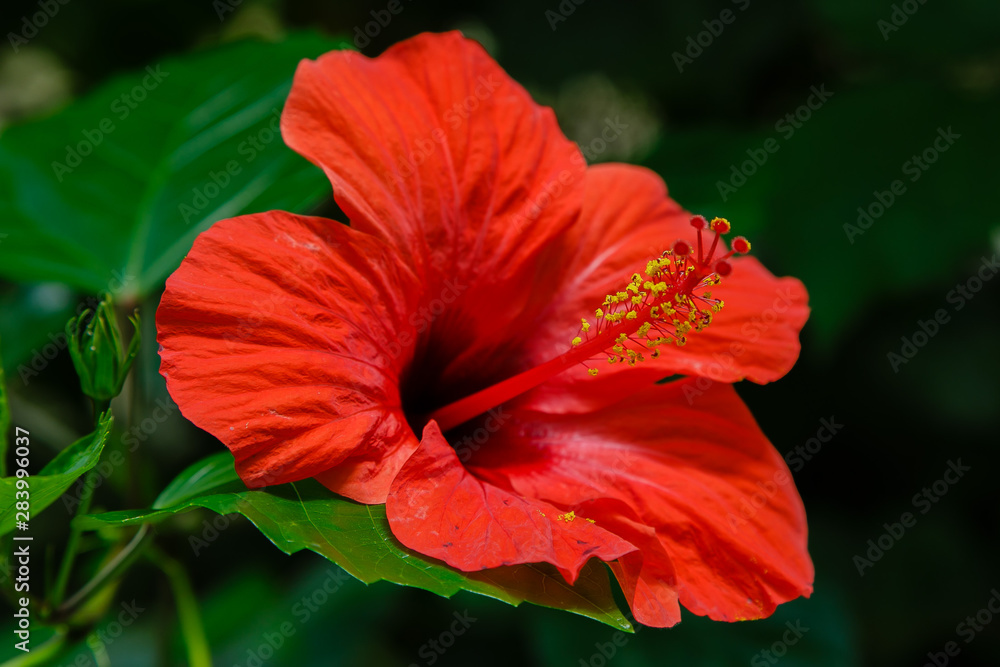 Flower of hibiscus (Hibiscus rose sinensis) on green leaves natural background. Karkade tropical garden. Flower of hibiscus (Hibiscus rose sinensis) on green leaves natural background. Karkade tropical garden.
