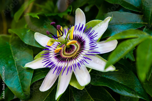Blue Flower or Passiflora (Passiflora caerulea) leaves in tropical garden. Beautiful passion fruit flower or Passiflora (Passifloraceae). Passiflora is a genus of 550 species. Evergreen tropical vine.
