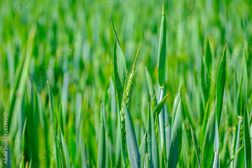 Green wheat Close-up 1