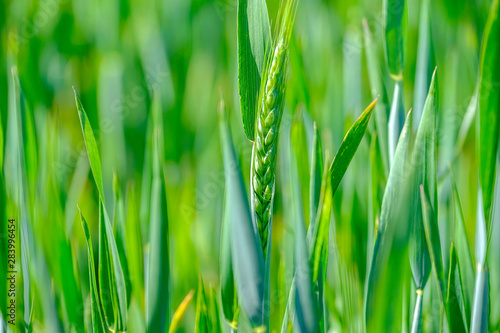 Green wheat Close-up 2