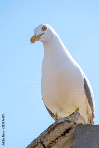Portrait of angry seagull 5 © Denis Martynov