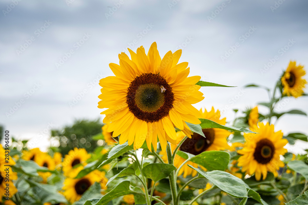 Fototapeta premium Sunflower and a bee collecting honey
