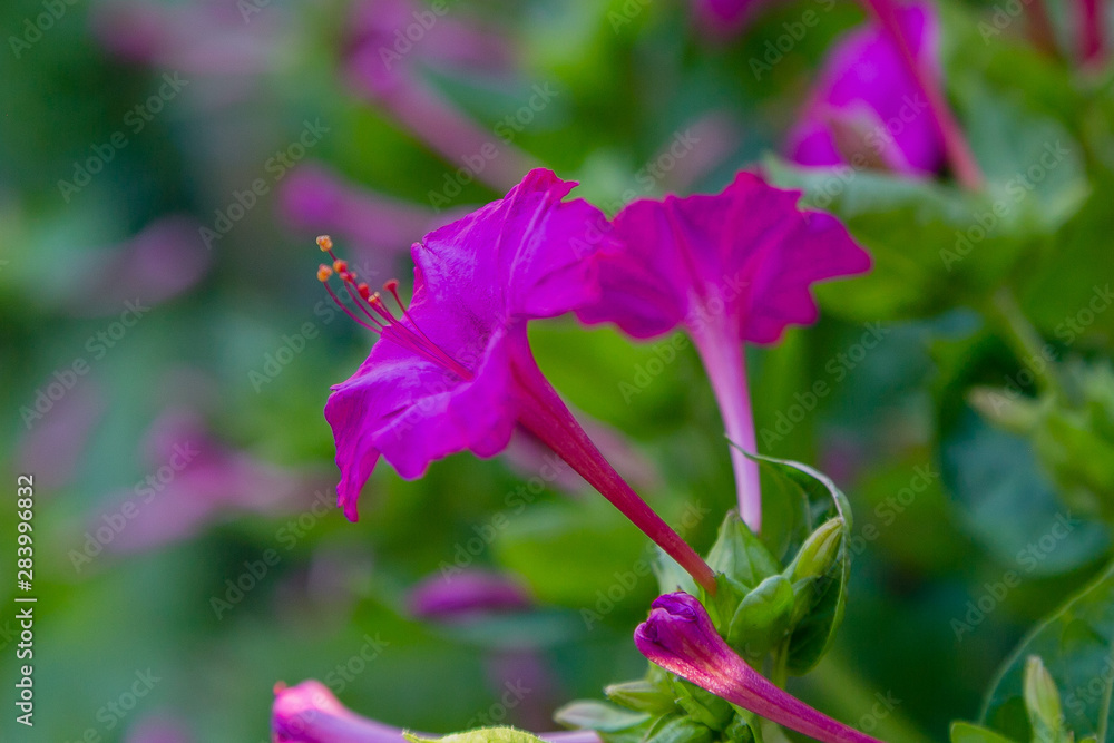 Fototapeta premium Beautiful purple and yellow flowers of Mirabilis jalapa or The Four o’ Clock in summer garden. Colorful floral background.