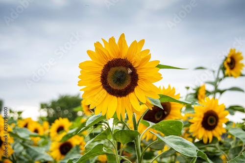 Sunflower and a bee collecting honey