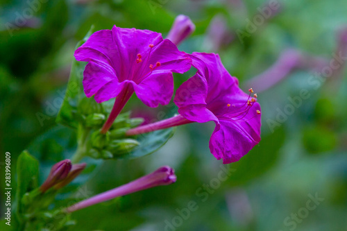 Beautiful purple and yellow flowers of Mirabilis jalapa or The Four o’ Clock in summer garden. Colorful floral background. photo