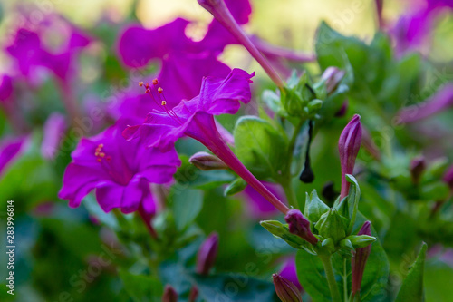 Fototapeta Naklejka Na Ścianę i Meble -  Beautiful purple and yellow flowers of Mirabilis jalapa or The Four o’ Clock in summer garden. Colorful floral background.