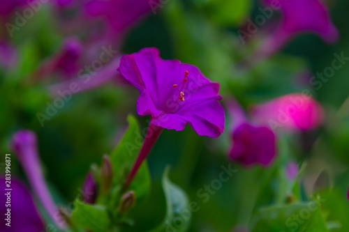 Beautiful purple and yellow flowers of Mirabilis jalapa or The Four o    Clock in summer garden. Colorful floral background.