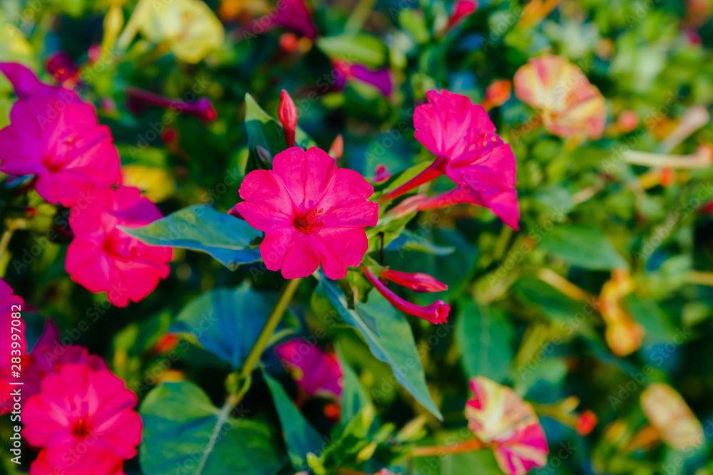 Beautiful flowers of Mirabilis jalapa or The Four o’ Clock in summer garden. Colorful floral background.