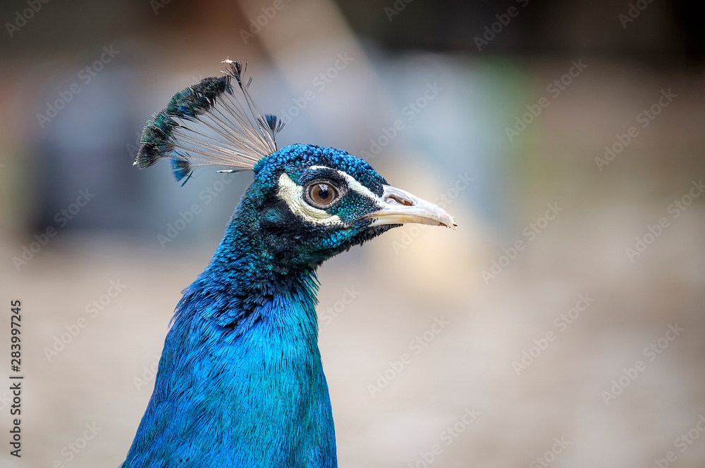 Close-up portrait of a beautiful peacock 2 Close-up portrait of a beautiful peacock 2