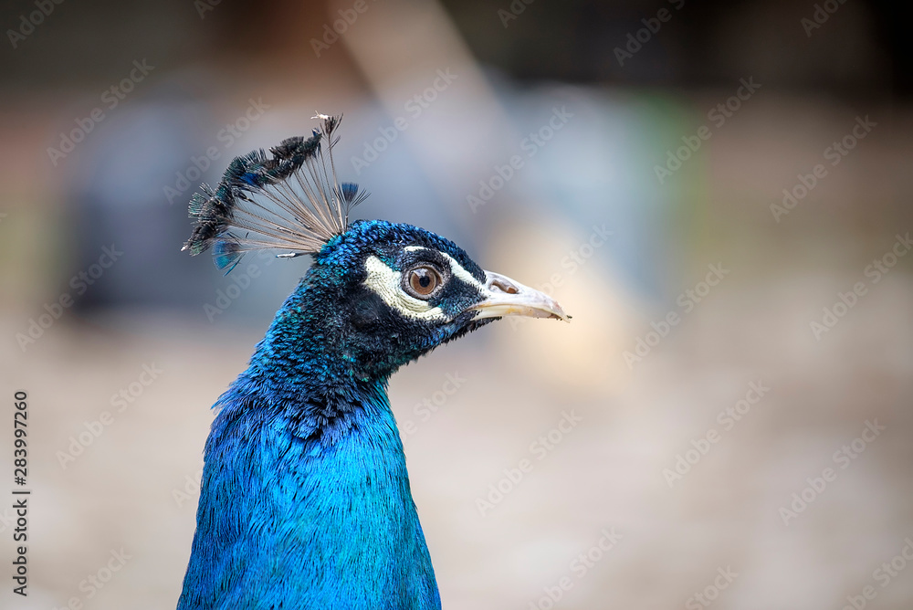 Close-up portrait of a beautiful peacock 3 Close-up portrait of a beautiful peacock 3