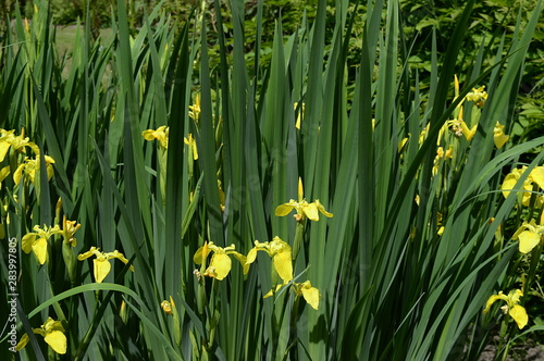 Closeup Iris pseudacorus commonly known as yellow flag with blurred background in bog garden