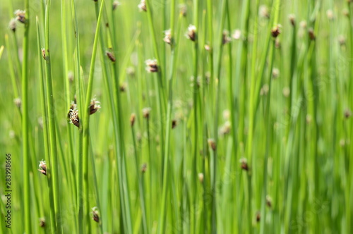 Closeup Schoenoplectus tabernaemontani commonly known as Scirpus validus with blurred background in damp area photo