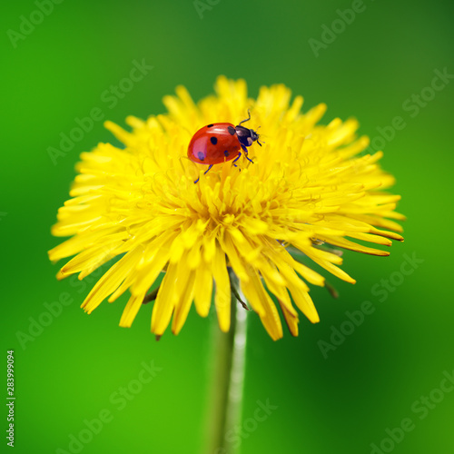 Ladybug sitting on a flower, green background